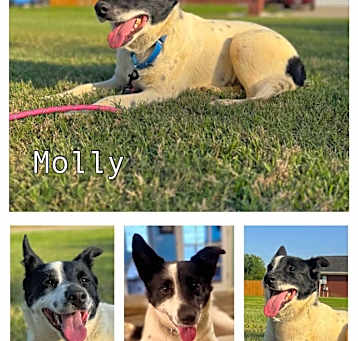Photo of Molly