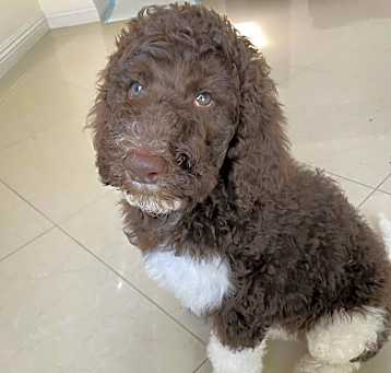 Photo of Mocha