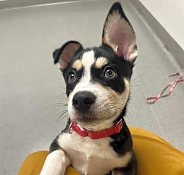 Photo of POLO