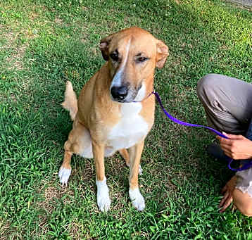 Photo of Piper