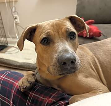 Photo of Brandy