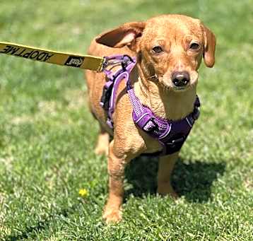 Photo of Cookie