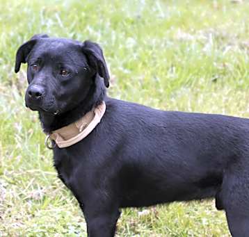 Photo of BUDDY