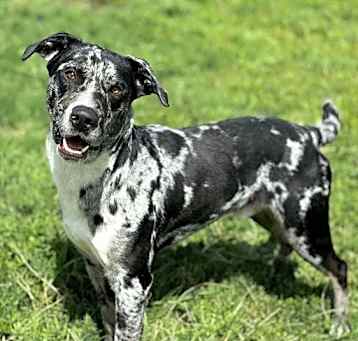 Photo of DOMINO