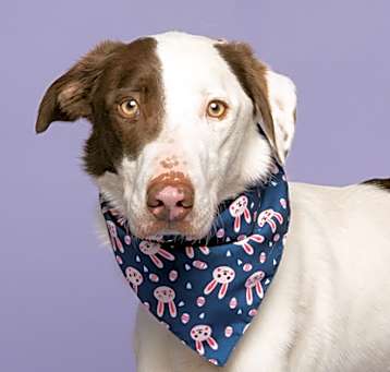 Photo of Blu