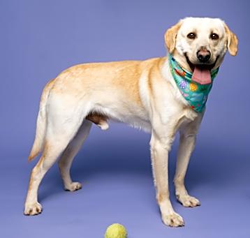 Photo of Samson
