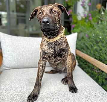 Photo of Ryder