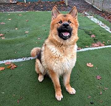 Photo of Canelo