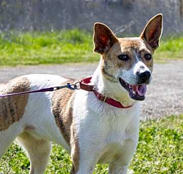 Photo of Pippa