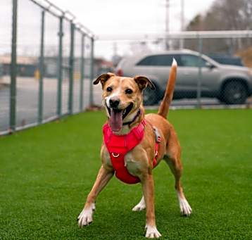 Photo of Piper