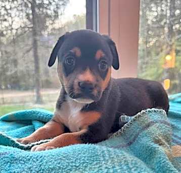 Photo of Waffles