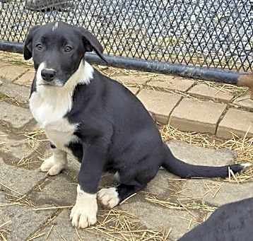 Photo of Bl Lab/Border Collie Pups Girls