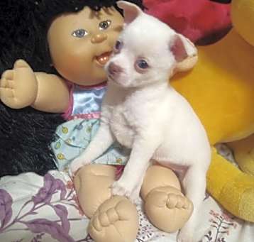 Photo of Pixie