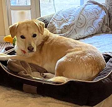 Photo of Bailey