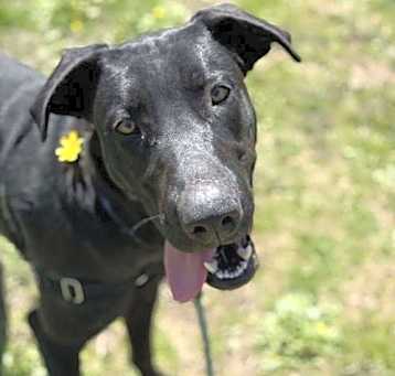 Photo of Pogo