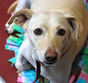 Photo of Taffy