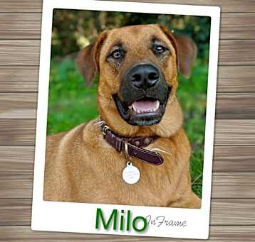 Photo of Milo