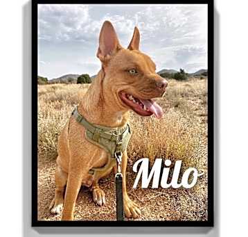 Photo of Milo Melt-Your-Heart