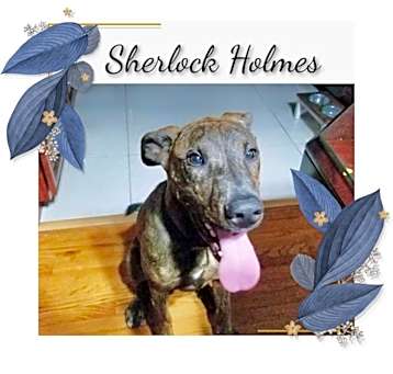 Photo of URGENT! Sherlock Holms