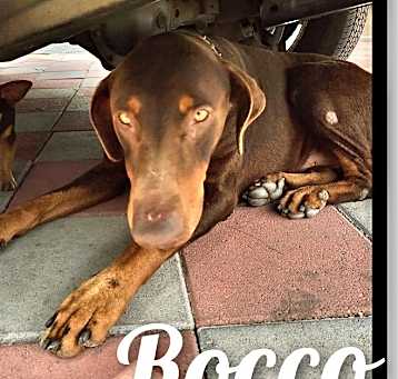 Photo of Rocco needs love