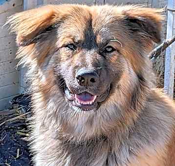 Photo of Sarge