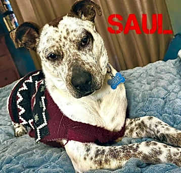 Photo of Saul