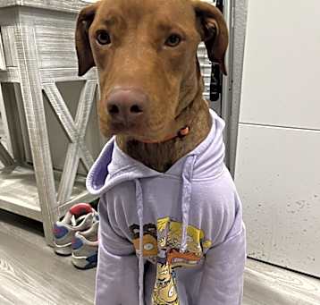 Photo of Ginger