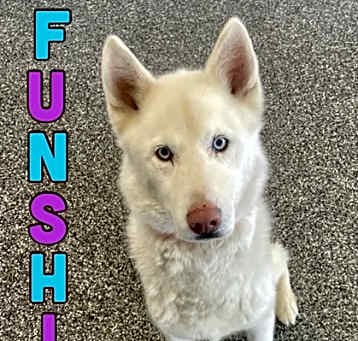 Photo of Funshine Bear