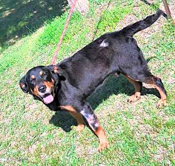 Photo of General Lee