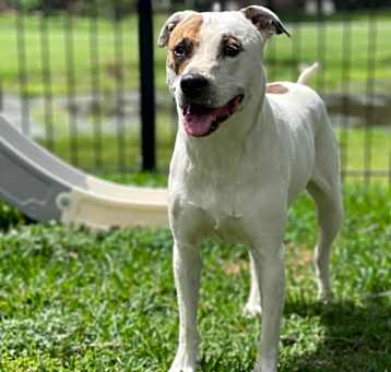 Photo of Callie/ Philly Roll (In Foster)