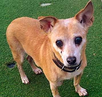 Photo of Honey