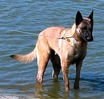 Photo of Nala - FL
