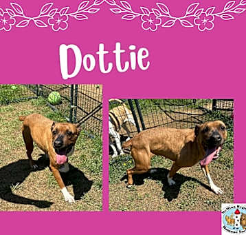 Photo of Dottie