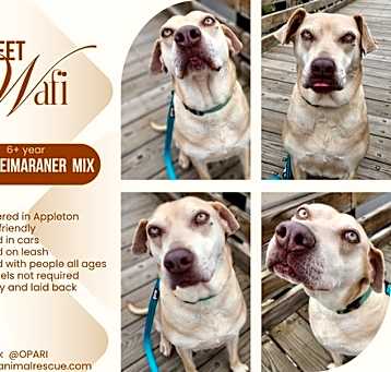 Photo of Wafi