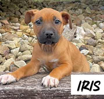Photo of Iris