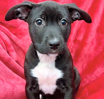 Photo of Blossom