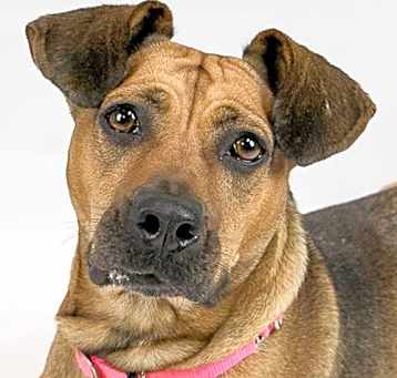 Photo of Josie