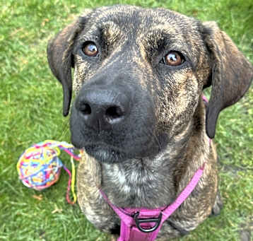 Photo of Roxy