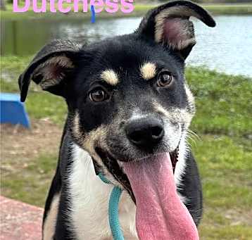 Photo of Dutchess (1215 HIGHLAND)