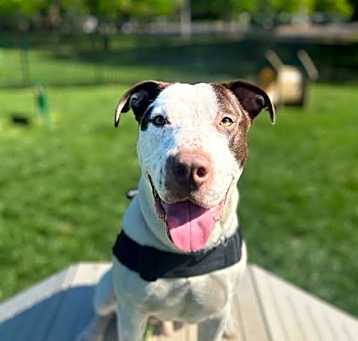 Photo of CHARLIE BROWN