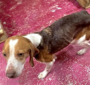 Photo of Daisy Duke (Hold)