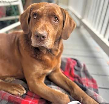 Photo of Hogan