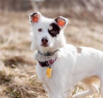 Photo of Dot