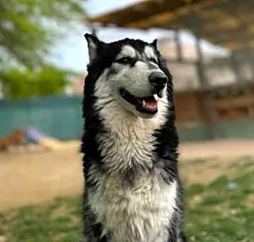 Photo of Max