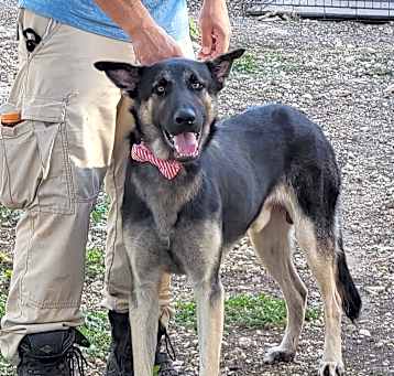 Photo of SARGE