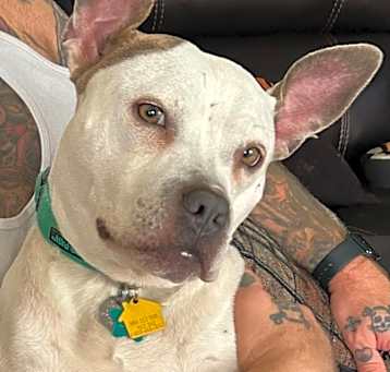 Photo of Dolly