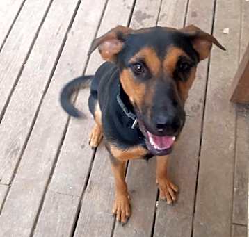 Photo of RUFUS