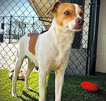 Photo of Roscoe