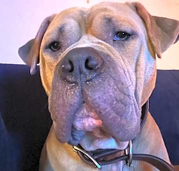 Photo of Beast