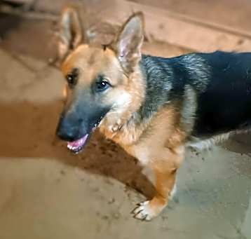 Photo of BUDDY